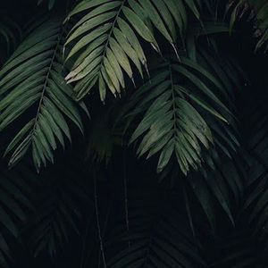 Meet your Posher, Anzabia